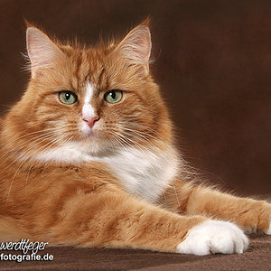 Vor ca. 5 Jahren von einer Tierfotografin gemacht.