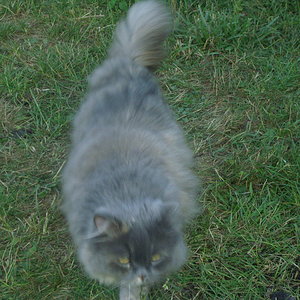 Elly auf der Pirsch im Garten