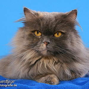 Vor etwa 5 Jahren von einer Tierfotografin gemacht