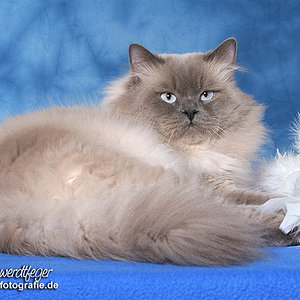 Hier nochmal ein Profifoto