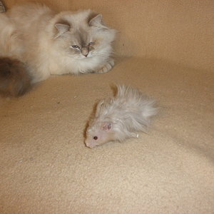 Angelina und der teddhamster Herr Rosaly,sie tut ihm nichts