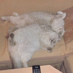 Bonny und Angelina auf " ihrem " Sofa