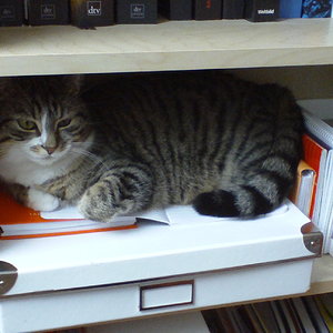 Dosi hat mich von der PC-Tastatur weggeschubst