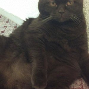 Auch ein Kater muss sich waschen