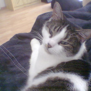 Drops, der  Chef in der truppe