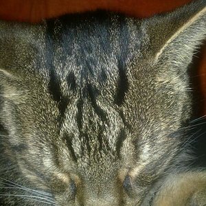 Ein  Zebra  zwischen den Ohren