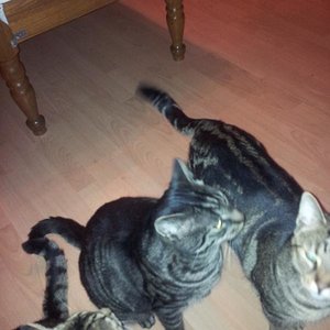 yoshi, Peppls, und Jack