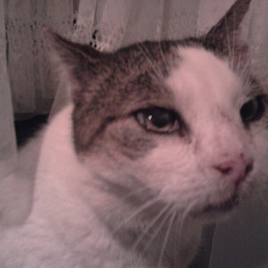 Miezer alias Boxi vermittelt