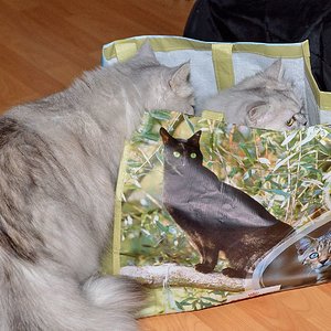 Wer ist schneller in der Tüte?