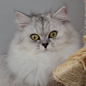 in schwindelnder Höhe