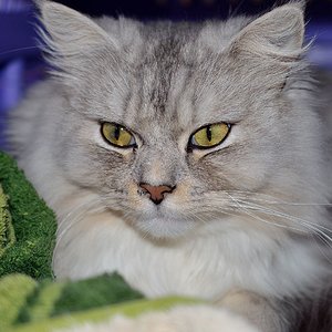 Nico im Transportkorb