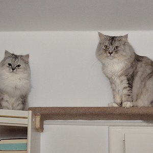 Beide auf dem Catwalk