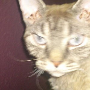 Mama Luna.... sie mag es gar nicht fotografiert zu werden...