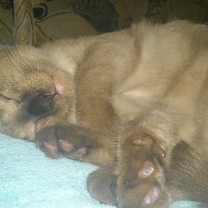 Schoki... eigentlich Schokolade... weil sie zum anbeissen süß  ist...! Sie ist winzig klein, leicht wie eine Feder... flauschiges Fell und mag nur Kuscheln und lässt sich alles gefallen :)