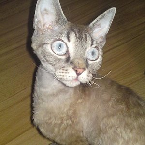 Mama Luna... ein Traum von einer Devon Rex !!!!