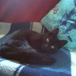 Nala beim Extrem Couching :)