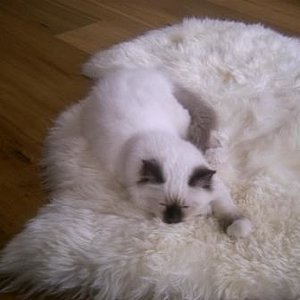 Keine Randbemerkungen, bitteschön, immerhin bis hierhin habe ich es geschafft.