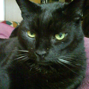 Francis 8.4.97-25.5.11