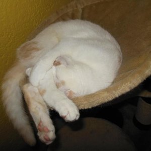 Mikesch im Kratzbaum