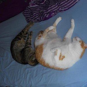 Giovanni und Samson am Schlafen