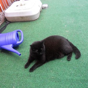 Kaya noch auf Balkon