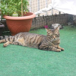 Samson noch auf m Balkon