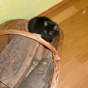 Er liebt unsern Holzkorb