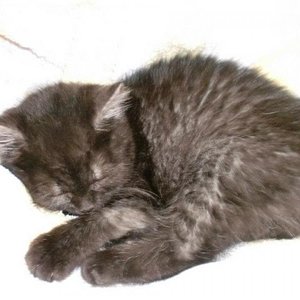 da ist er friedlich eingeschlafen als wir ihn ins Haus geholt haben