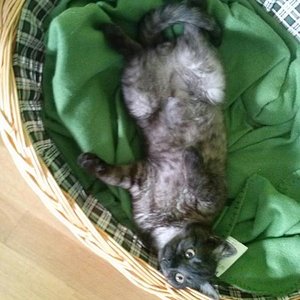 fühlt sich schon pudelwohl bei uns