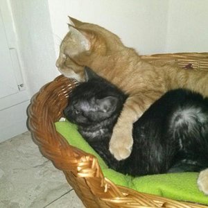 ein Herz und eine Seele die zwei