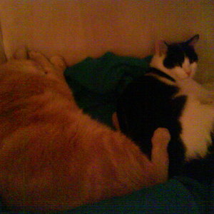 Sie liebt ihn, immer in seiner Nähe