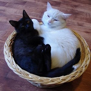 Meine Kuschelbärchen... :D