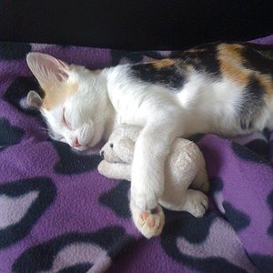 beim schlafen mit bärchen