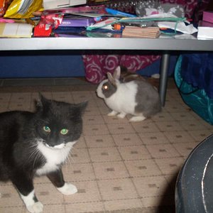 Jack und unser Katertyrann Milli