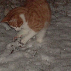 Badou´s 1. Begegnung mit Schnee