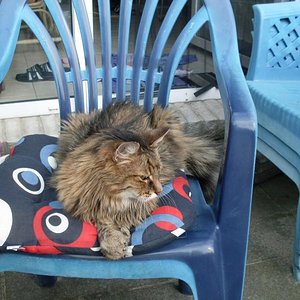 Der letzte Sommer mit unserem Schmuse-Asterix (1996 -2012)