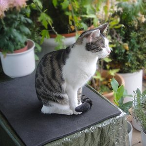 Diese Styroporkiste habe ich ihr für den Balkon gemacht, als Rückzugsort, falls wir mal nicht da sind. Die Kiste ist mit Folie gegen Regen geschützt und es ist eine kuschelige Fleecedecke drin. Leider geht sie aber nicht rein und hat auch keine Interesse an anderen Kisten-Höhlen oder Katzenkorb. Als Aussichtsplatz ist es aber toll!