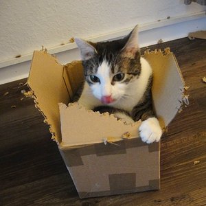 In Aktion beim Karton zerlegen!