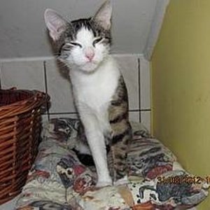 Das ist ein Foto von ihr aus dem Tierheim. Ich nehme an, es wurde gemacht kurz nachdem sie gefunden wurde. Sie sieht da noch schrecklich mager aus! :(