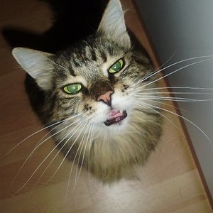 Blackys "Gib mir Futter"-Gesichtsausdruck.