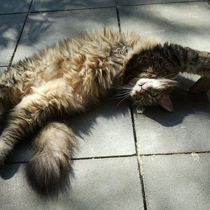 Blacky beim Sonnenbaden.