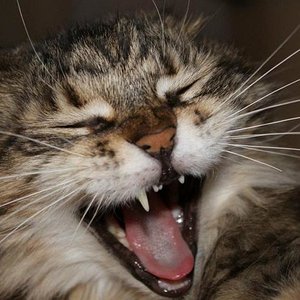 Meine kleine "Löwin".