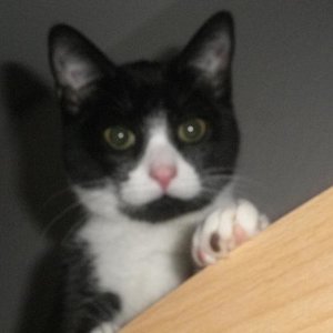 Hi 
ich bin die Ronja, oft bin ich eine Randale, mache gerne Quatsch und halte meine Herrchen beide auf Trab