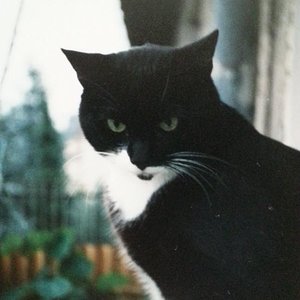 Hallo. Ich hieß Sylvester und war Gabi's erste süße Fellnase. Geholt aus dem Tierheim, hatte ich mich ganz schnell bei meiner Dosi eingelebt. Wir Zwei hatten uns und das hat mir völlig gereicht. Einen Spielkumpel wollte ich echt nicht. Leider wurde ich 2000 sehr krank. Dank meiner Gabi brauchte ich aber nicht lange leiden. 
In meinem nächsten Leben probiere ich's aber mal mit einer Spielgefährtin. Könnte vielleicht doch ganz nett werden.