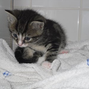 Fluse als Mini-Fellnäschen