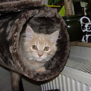 025

STINE geb.am 30.6.2012