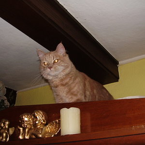 005
ICH BIN DIE GRÖßTE