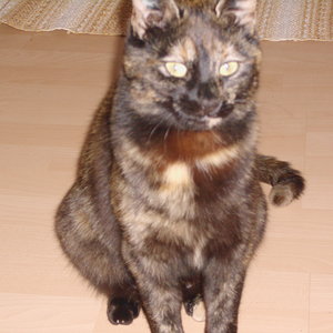 Seh ich nicht aus wie ein Engel