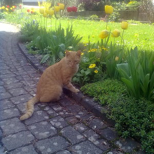 sein heutiges Lieblingsspielzeug die Tulpen