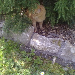 Fips versteckt im Busch